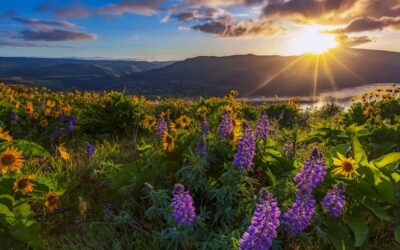 SOB AS ASAS DO SENHOR